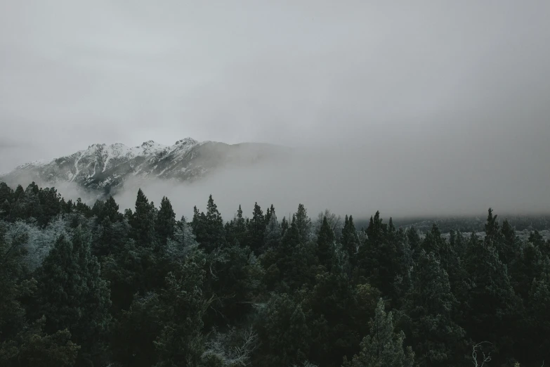 a hazy mountain view is seen with evergreen trees