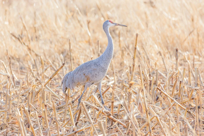 an image of a bird that is standing in the grass