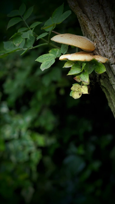 the green leaves are on the bark of this tree