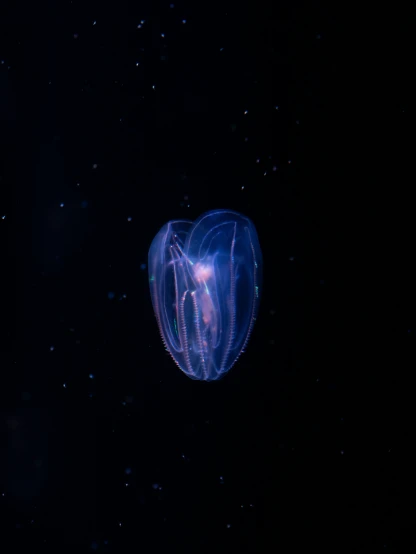 the blue jellyfish is floating in the dark water