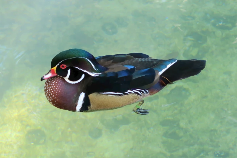 the duck is floating in clear water near the water