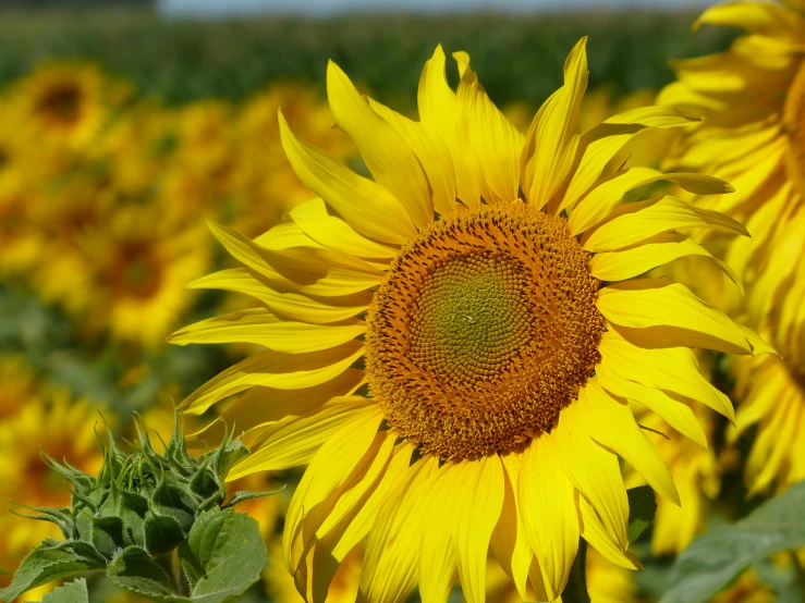 a very large bright sunflower that is in the grass