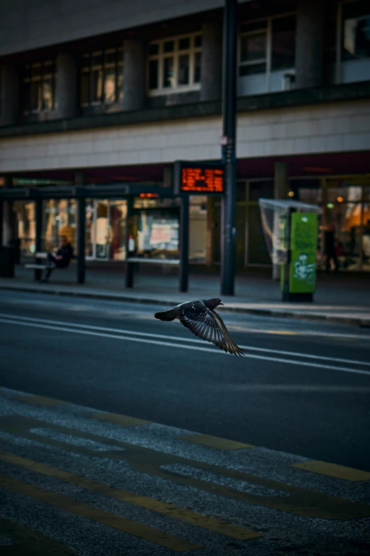 a black and white bird is flying low on the street