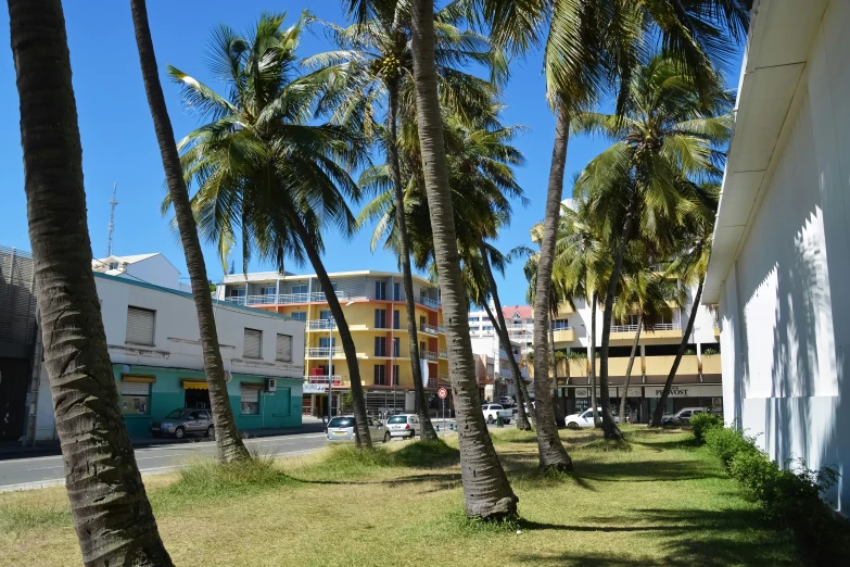 tall palm trees are outside on a sunny day