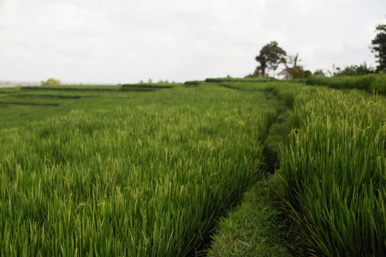 the path is running along an area full of tall grass