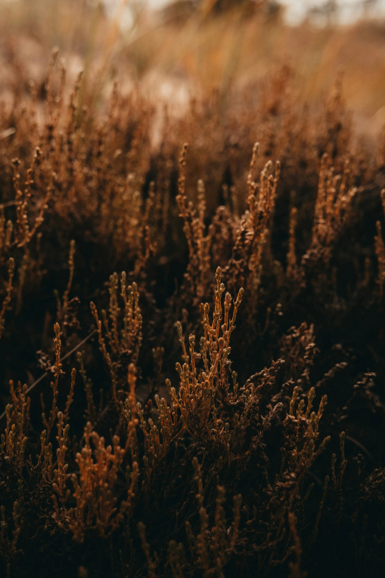 this picture is of tall brown grass