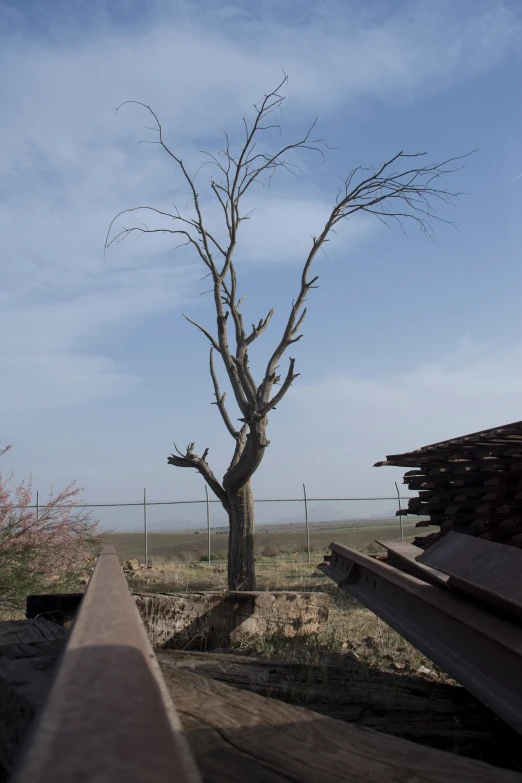 a bare tree is growing on a field