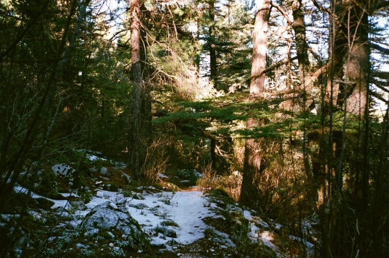 a snow covered forest with tall trees and a lot of snow