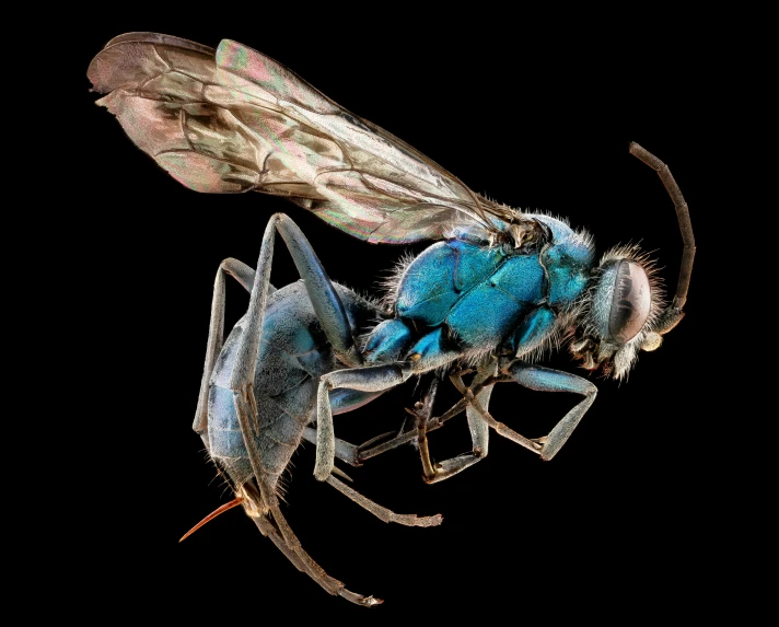 blue sweat fly close up on a black background