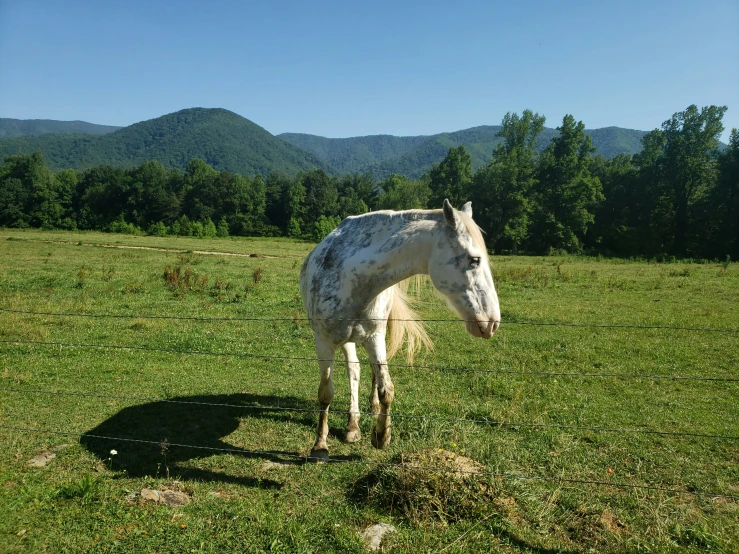 a white horse standing on top of a lush green field