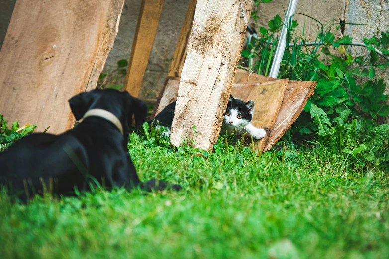 a black dog on some grass next to a wooden structure