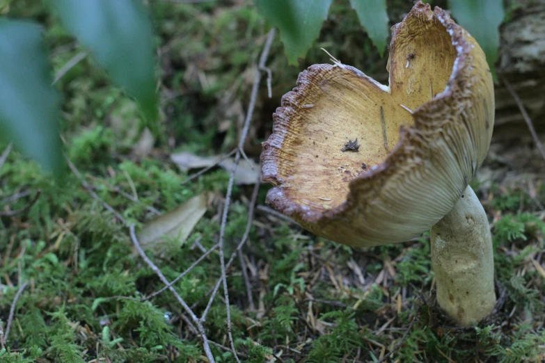 there is a brown mushroom that is very large