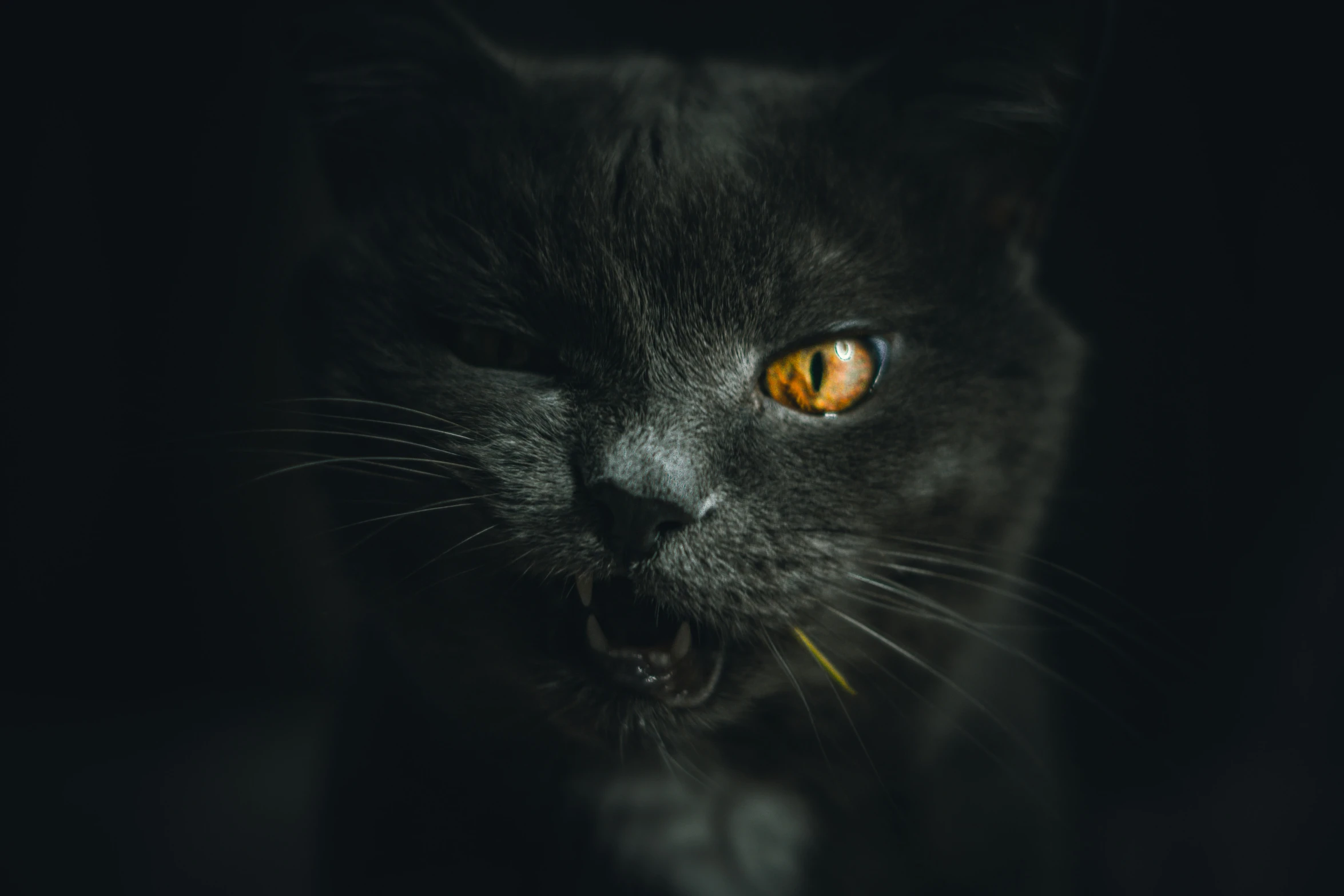 a black cat with yellow eyes on a dark background