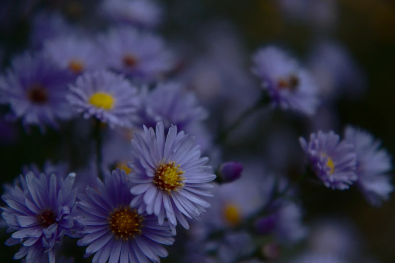 the small blue flowers are blooming in bloom