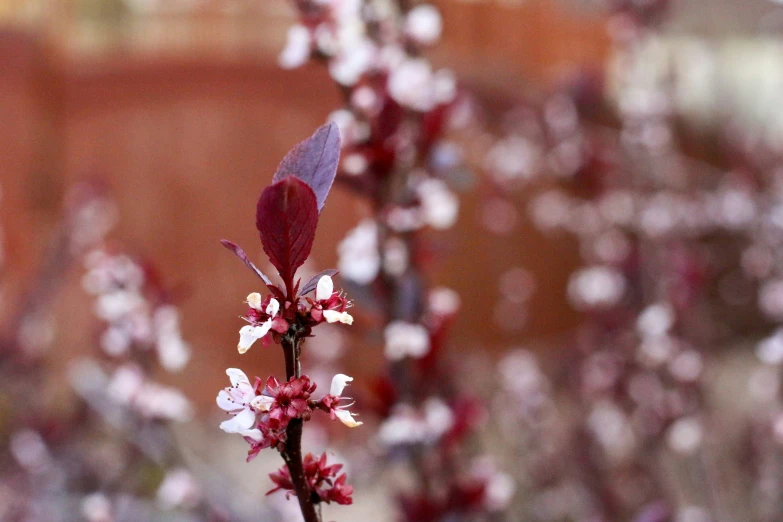 a red and white flower grows beside a brick wall