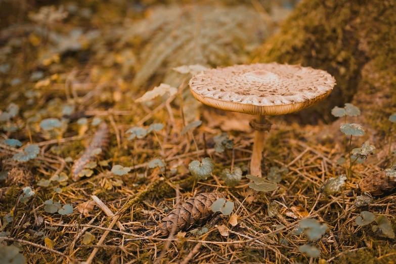 an old toadstool sitting in the grass on a sunny day