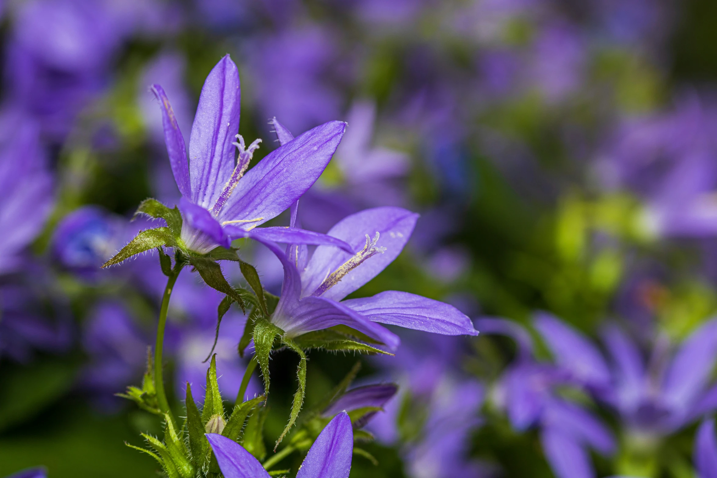 small purple flowers with green leaves on the tops