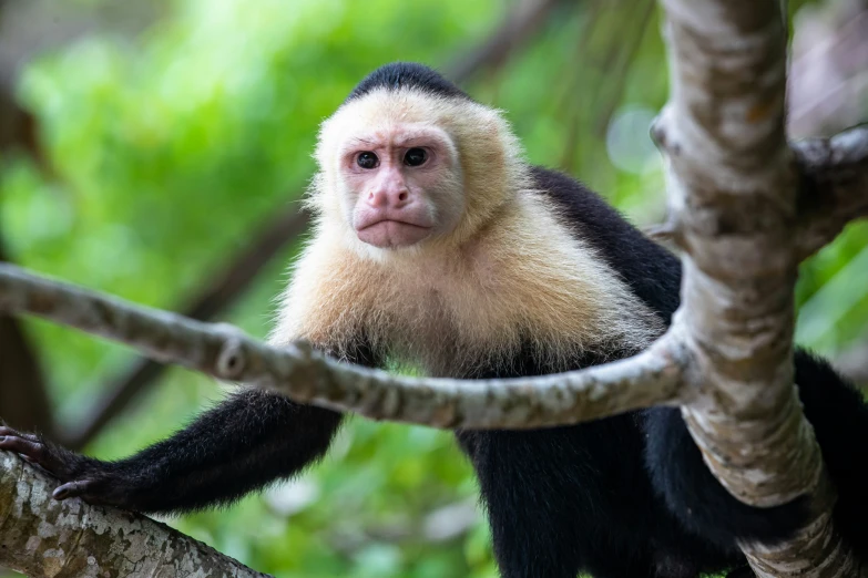 a white and black monkey hanging from a tree nch