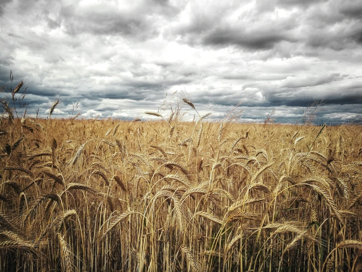 a field of wheat that has a bunch of plants growing in it