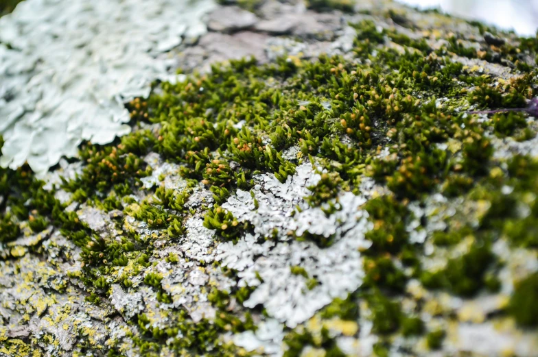 a close up of green moss on a log