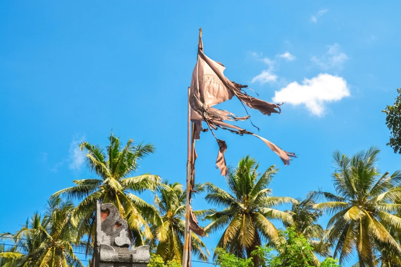 a flag flies high over palm trees in the sunshine