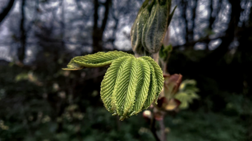 the green leaves of a tree in the woods