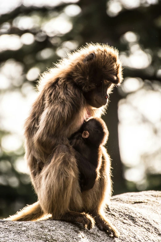 a monkey sitting on top of a tree stump next to another animal