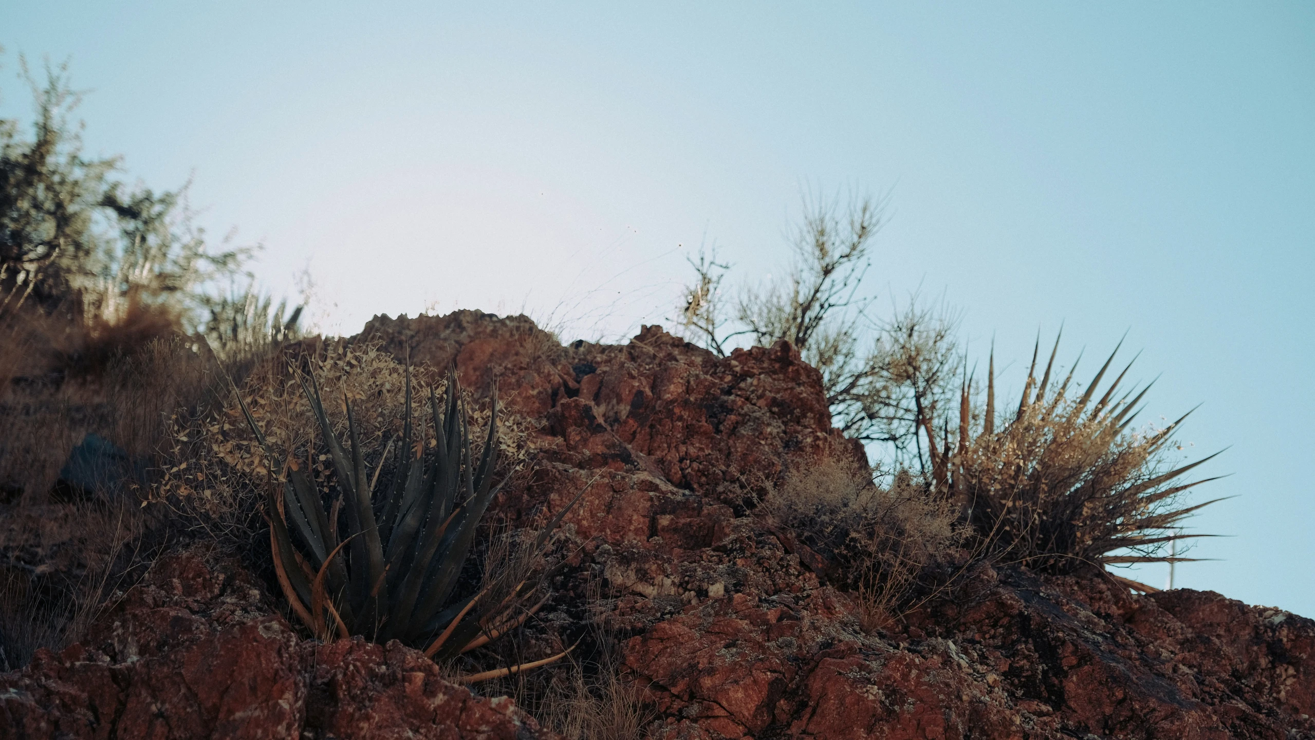 cactus plants grow up the side of a rocky hillside