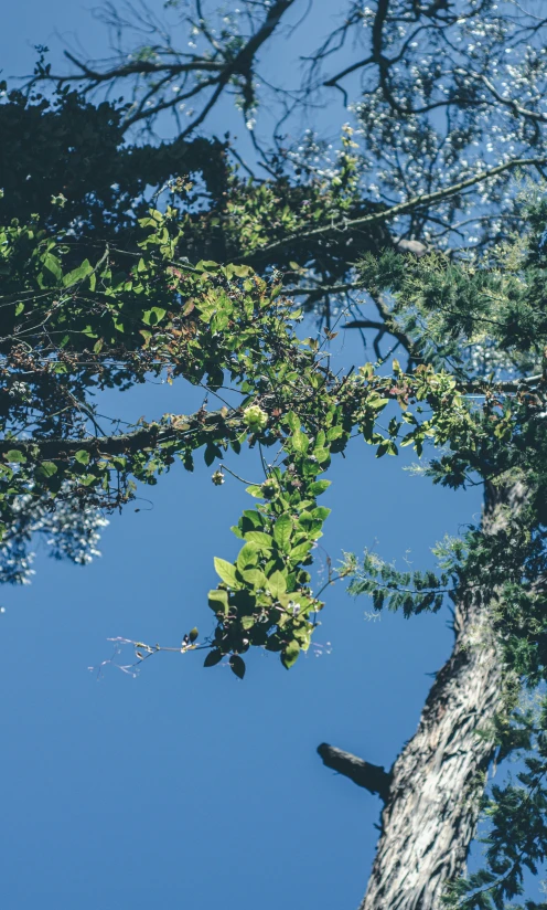 a large tree with many leaves and nches