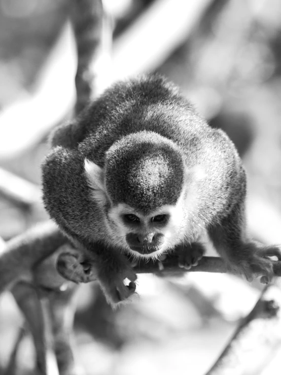 a close up of a monkey sitting on top of a tree nch