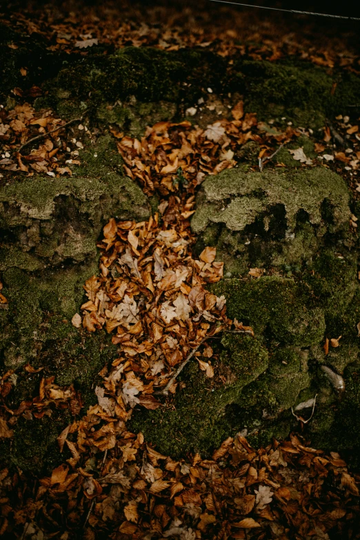 fallen leaves on the ground next to rocks and a fence