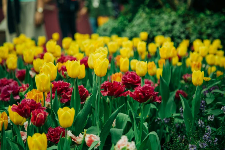 many yellow and pink flowers are growing together