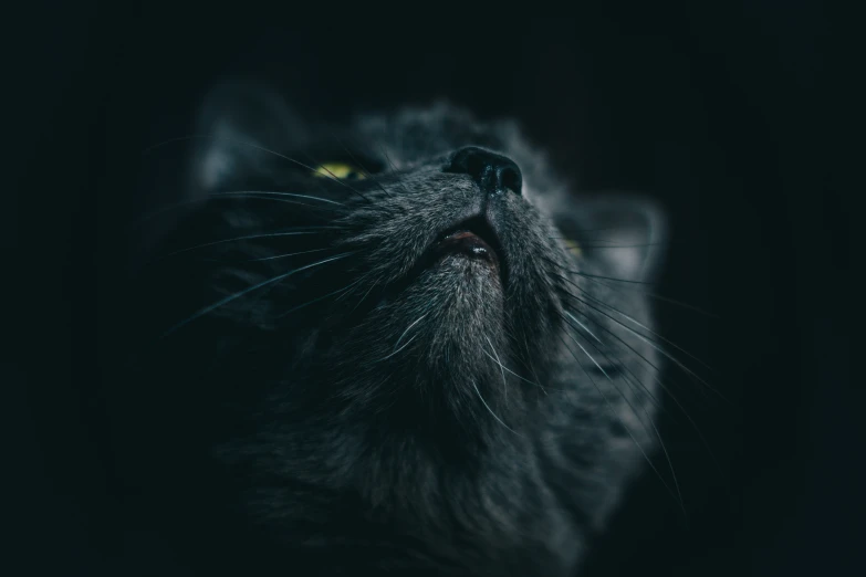 a black cat with yellow eyes looking up