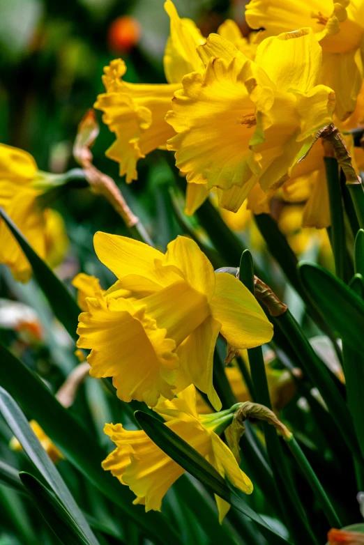 several yellow flowers bloom in the sunlight on a lawn