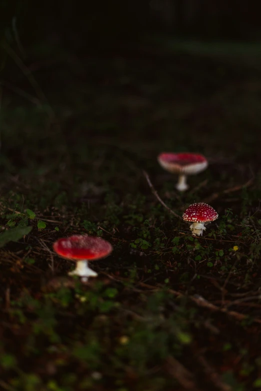 three mushrooms are standing in the middle of the woods