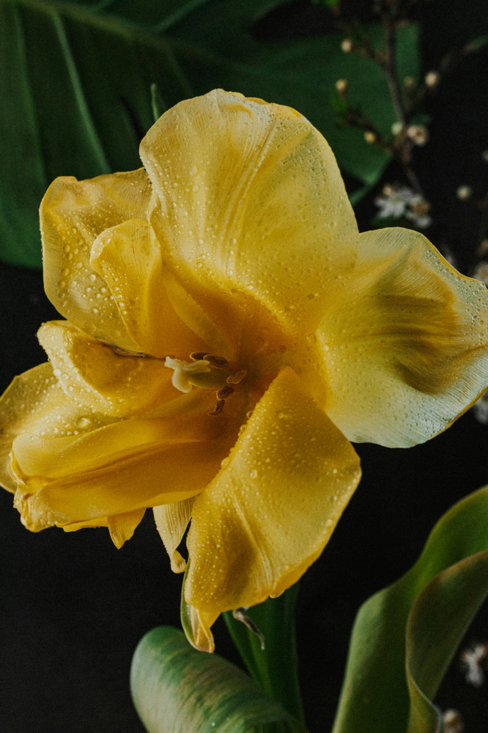 a yellow flower is blooming in the garden