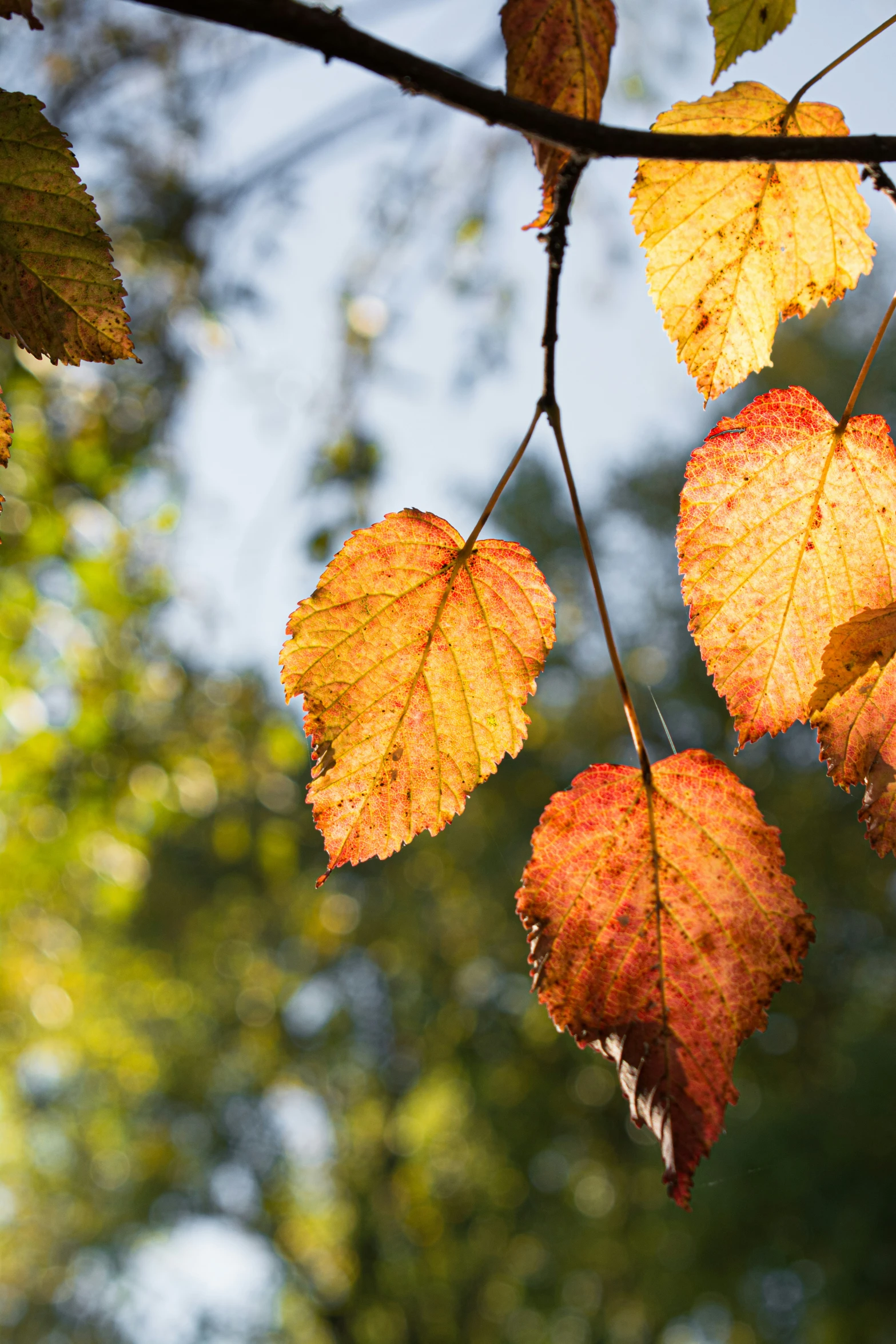 colorful autumn leaves on a tree in the sun