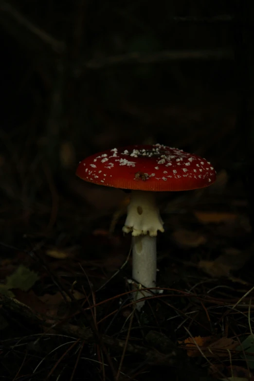 a red and white mushroom on the ground with grass