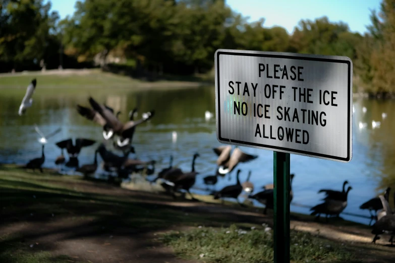 an outdoor pool area with ducks and a no ice skating sign