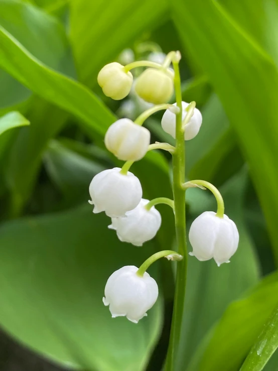 the flowers are blossoming on the green leaves