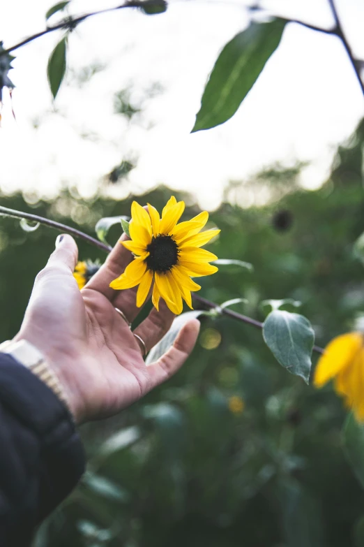 someone holding their hand out towards a sunflower