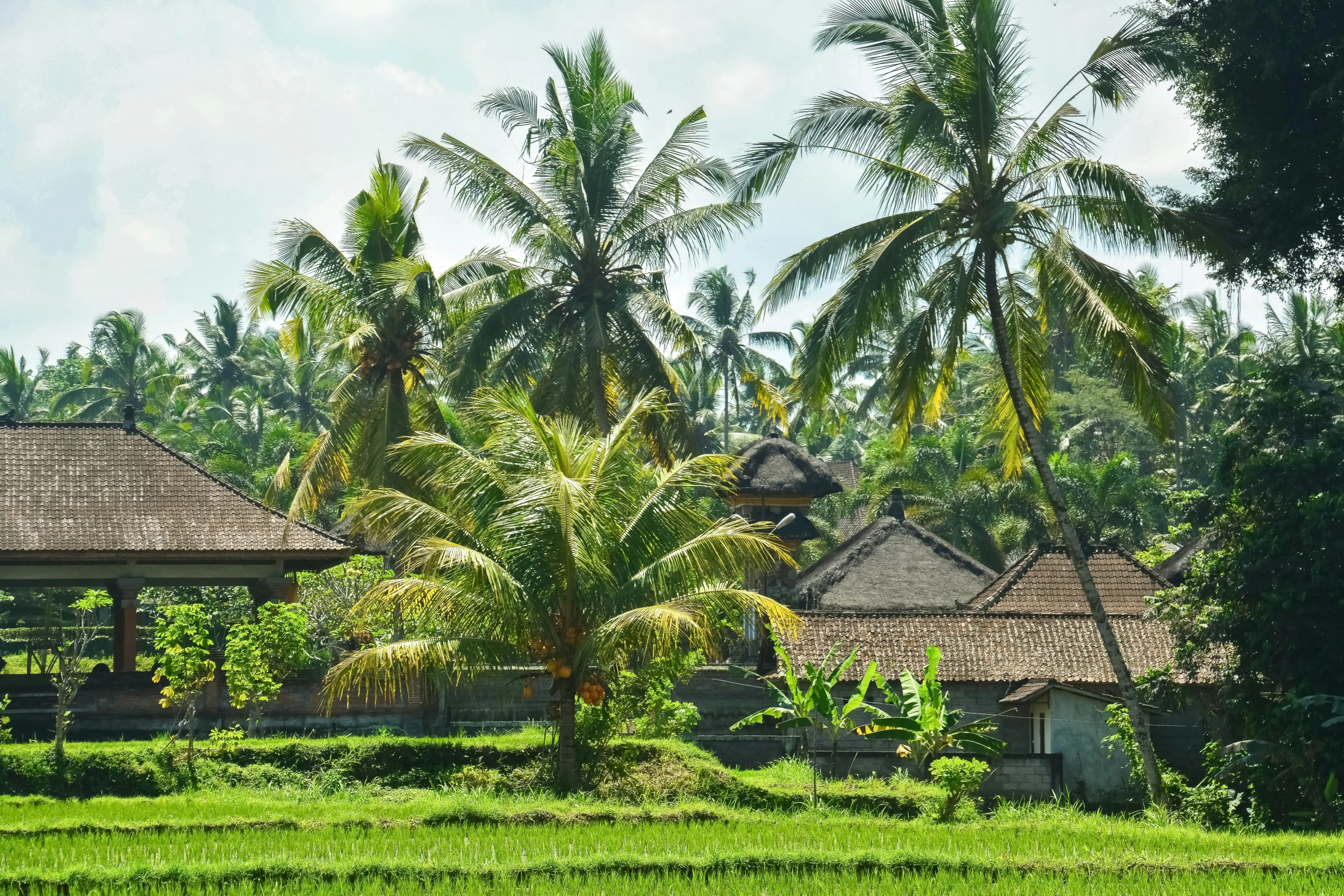 the village is full of houses in a lush green area