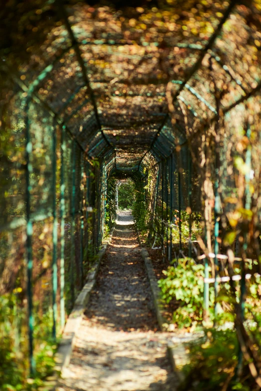 an image of a walkway going through the forest
