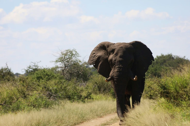 an elephant walking on a dirt road among tall grass