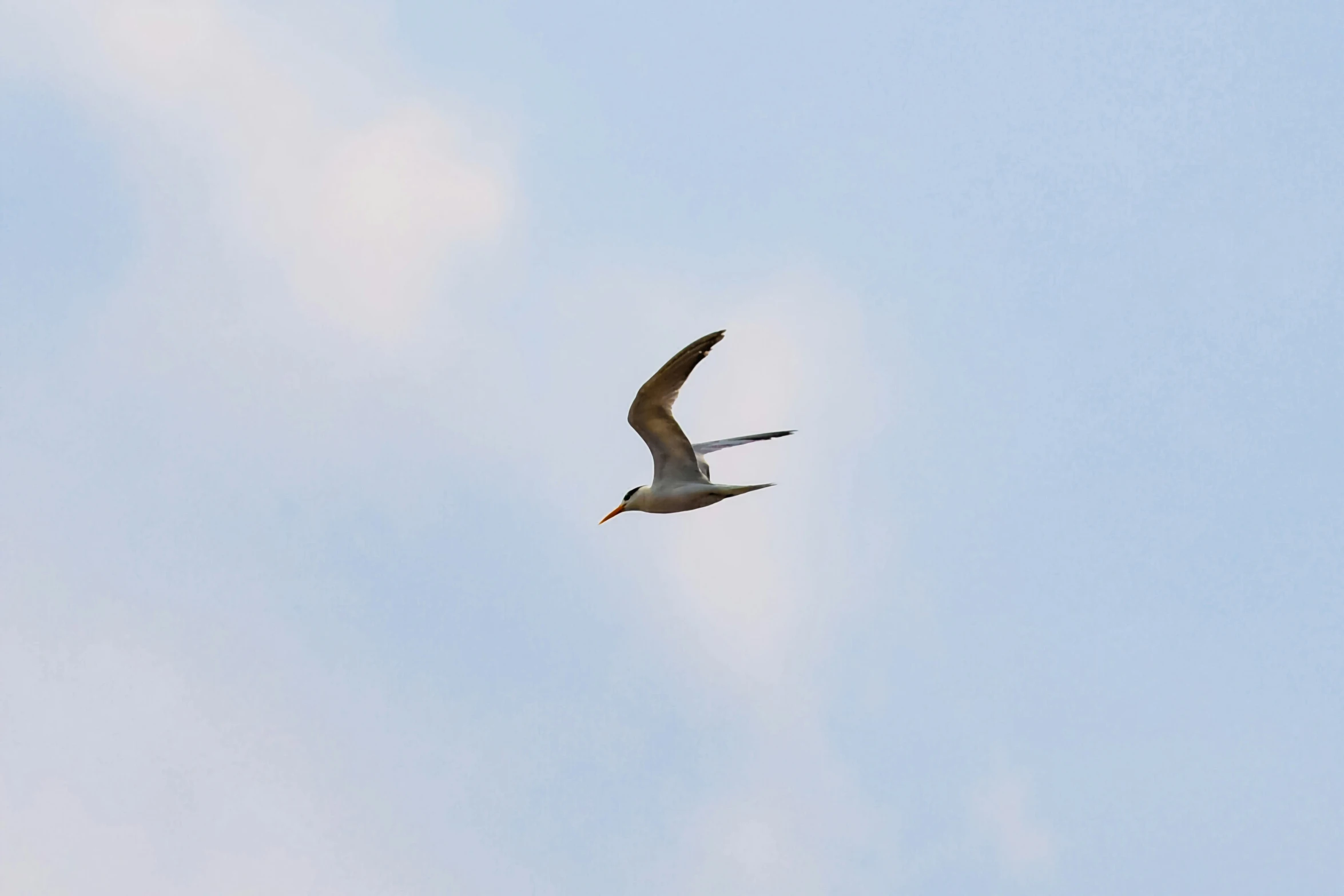 a large bird flying through the air