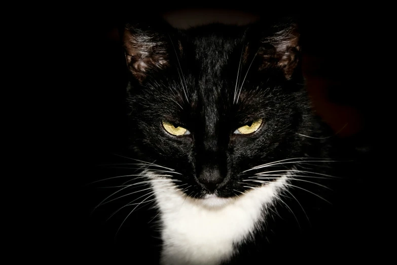 a black and white cat sitting in the dark