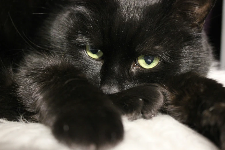 an image of a cat that is laying down on the bed