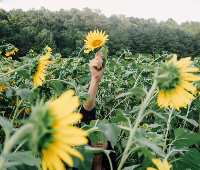 a person in the field holding a sunflower