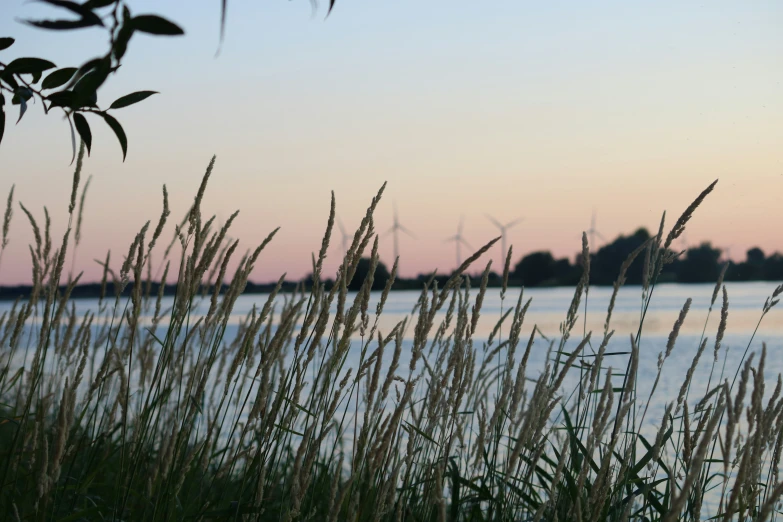 a row of wind mills is near a body of water