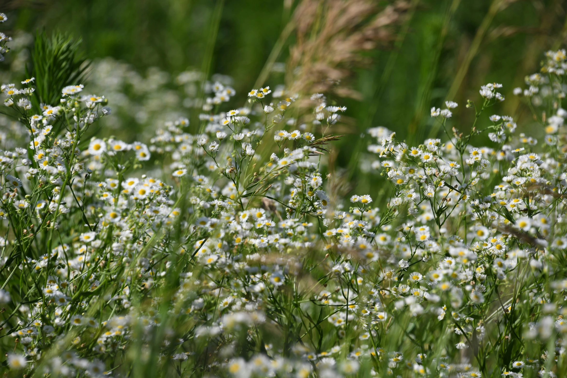 wild flowers growing in the middle of the grass